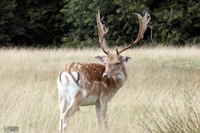 White-tailed deer grazing in a grassland with impressive antlers