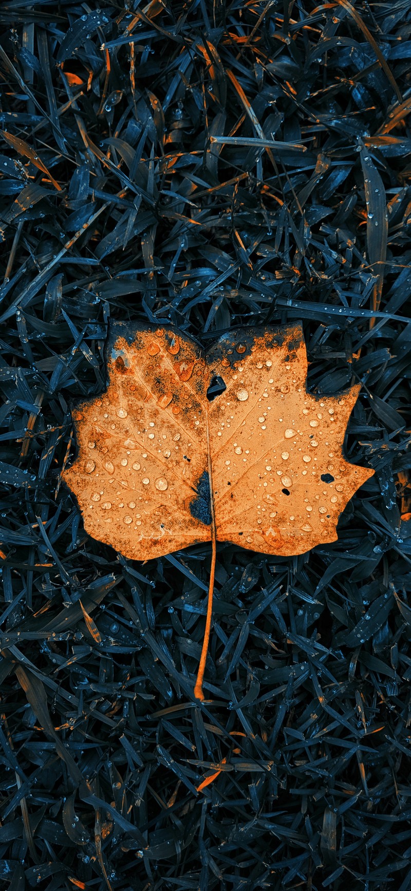 Листья на земле с каплями воды на них (осень, яблоки, дорожное покрытие, дерево, растение)