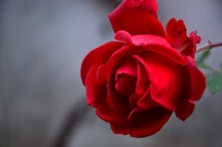 Rosa roja vibrante en flor