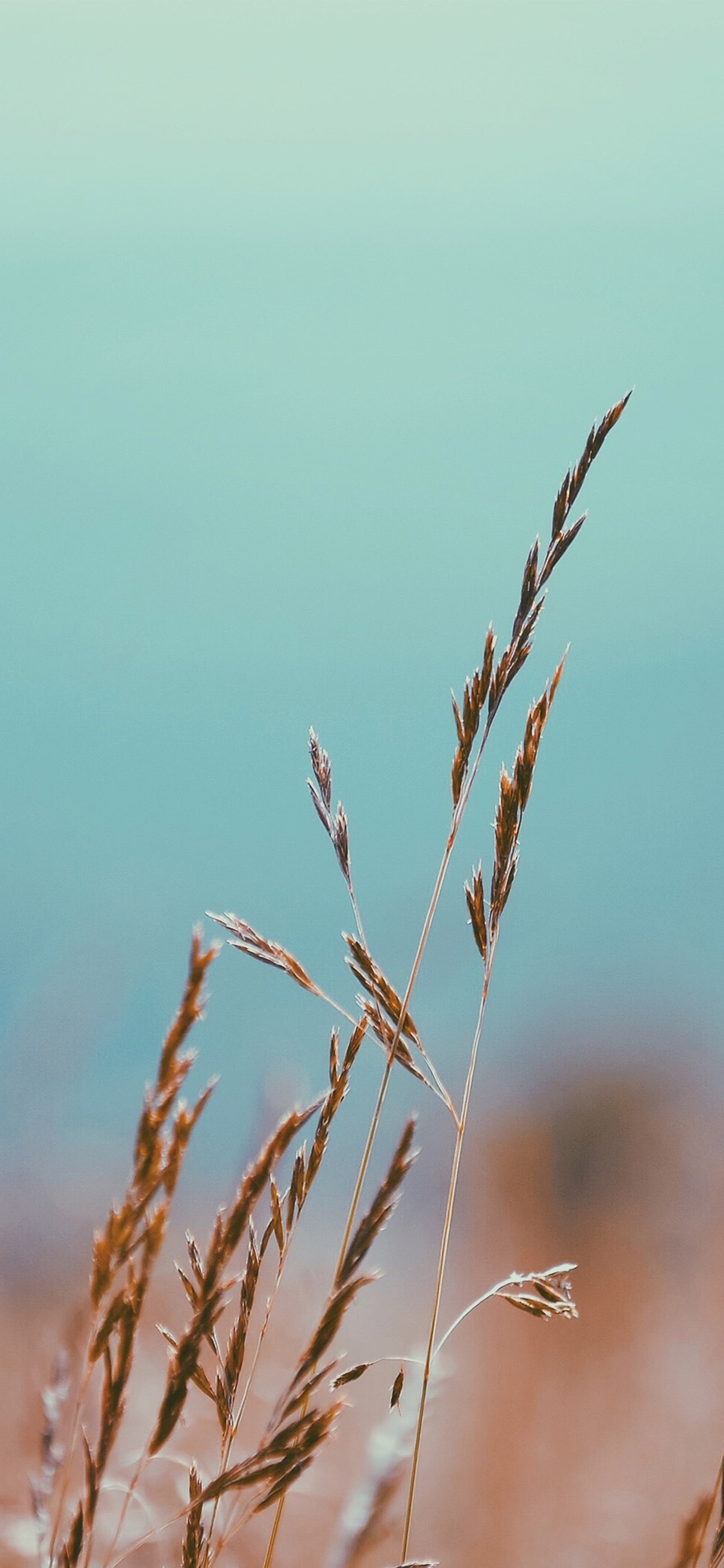 Il y a un oiseau qui est assis sur une grande herbe (plante, brindille, plante terrestre, herbe, plante à fleurs)