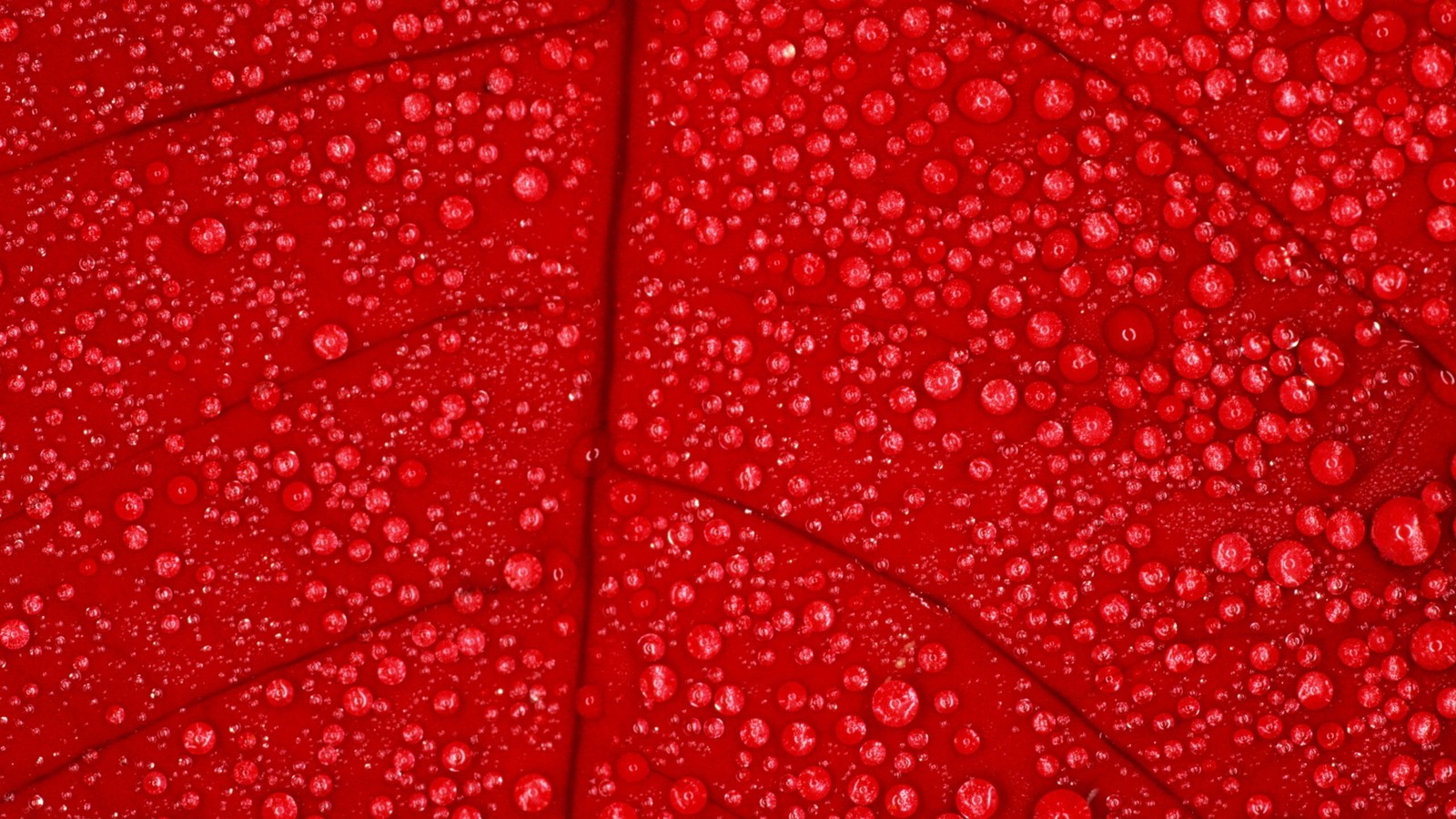 A close up of a red leaf with water droplets on it (red, pattern, water, petal, leaves)