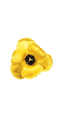 Artificial Yellow Flower with Petals on a White Background