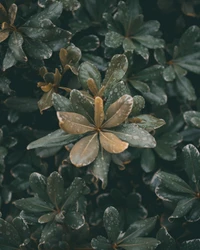 Vibrant Green Leaves with Dew Drops