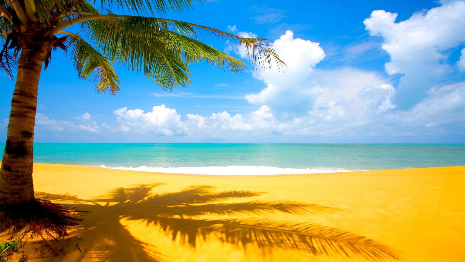 Un palmier sur une plage avec un ciel bleu et des nuages blancs (plage, tropiques, caribéen, palmier, océan)