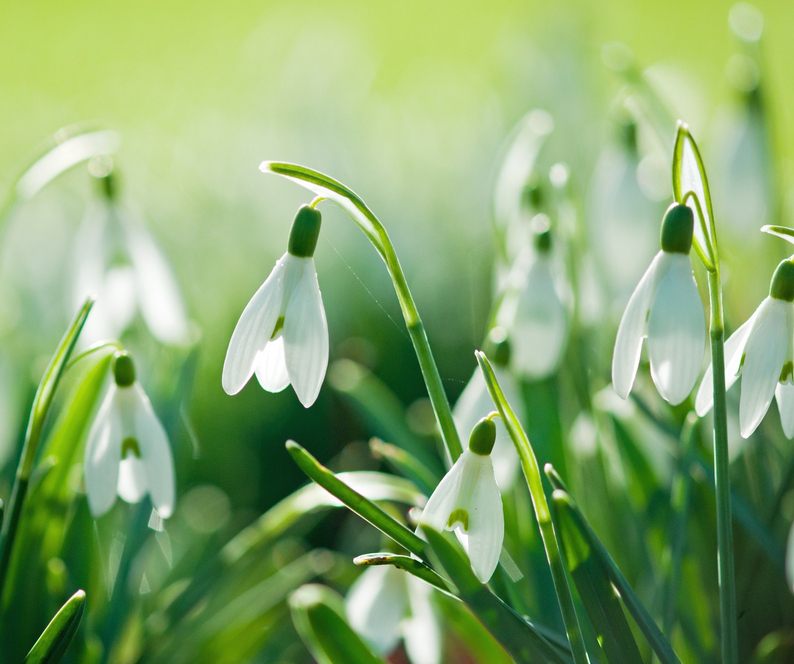 Muchas flores blancas que están creciendo en la hierba (gotas, nieve)