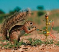 Ardilla caprichosa disfrutando de un hookah