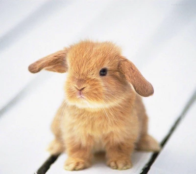 Adorable Tan Baby Bunny with Floppy Ears