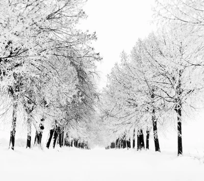 temporada, nieve, paisaje blanco, invierno