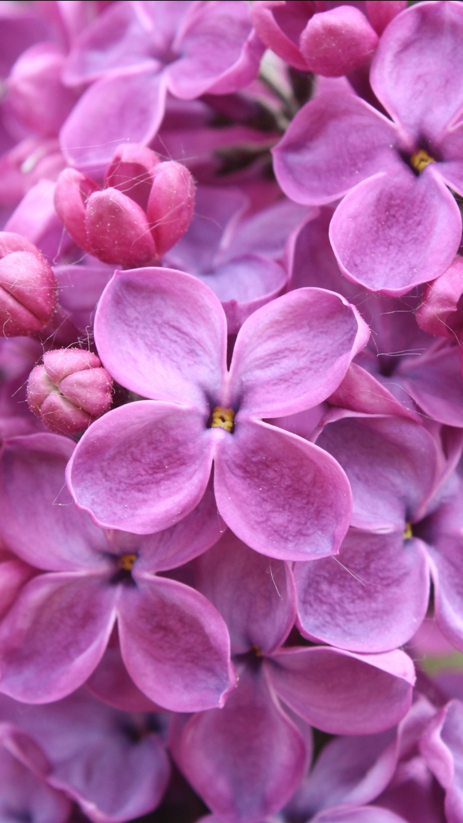 Des fleurs violettes fleurissent dans un vase sur une table (fleurs, nature)