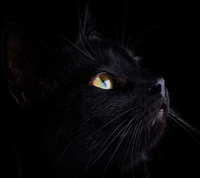 Majestätische schwarze Katze mit fesselnden Augen