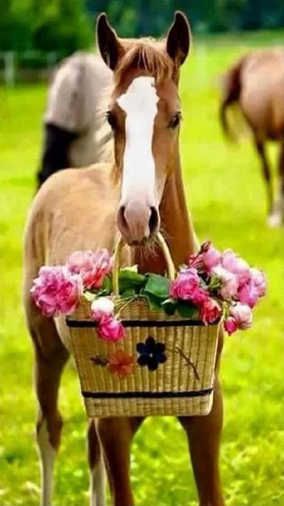 animal, fleurs, cheval