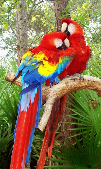 animais, aves, hd, papagaios, tropical