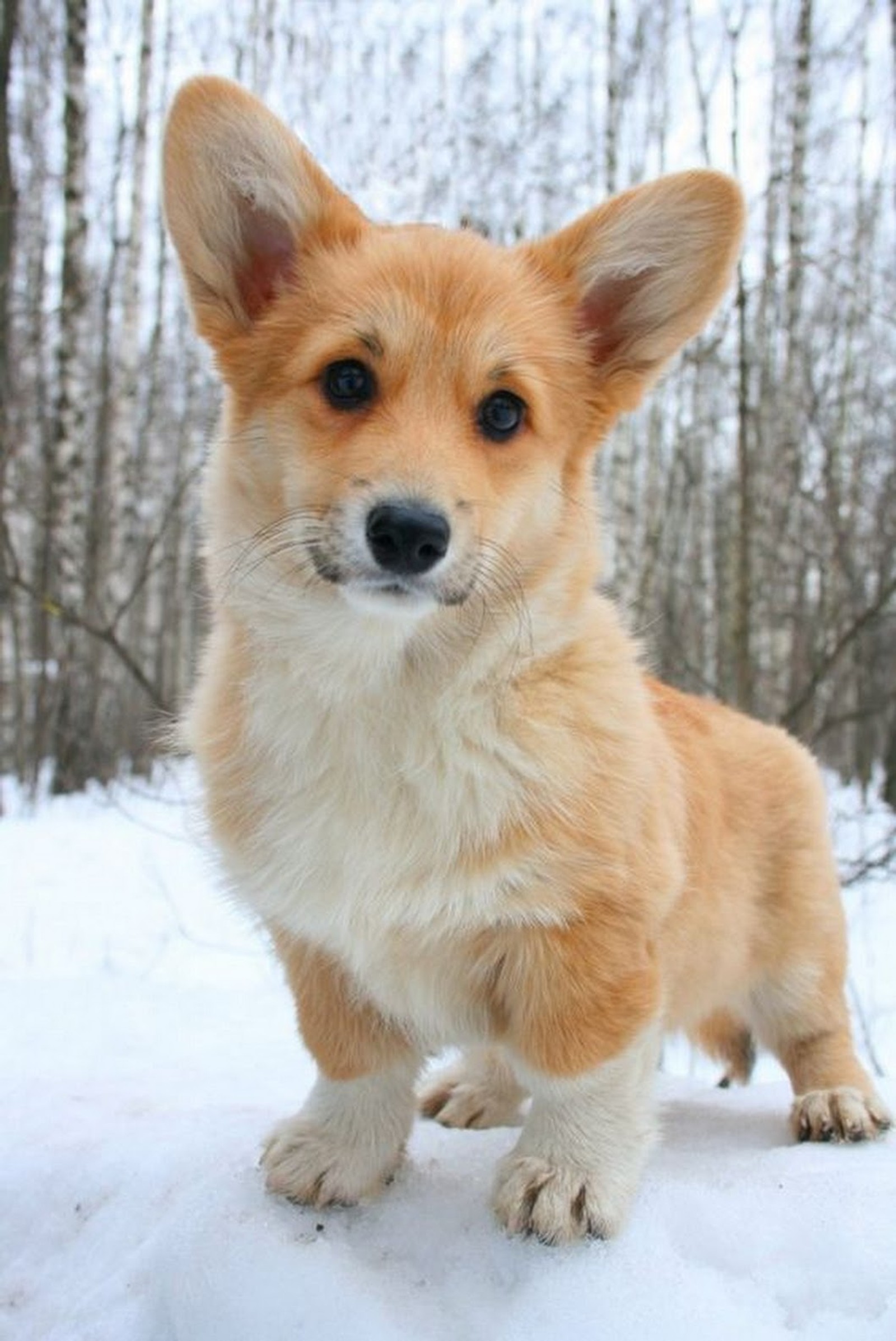 There is a small dog standing in the snow in the woods (cute, dog)