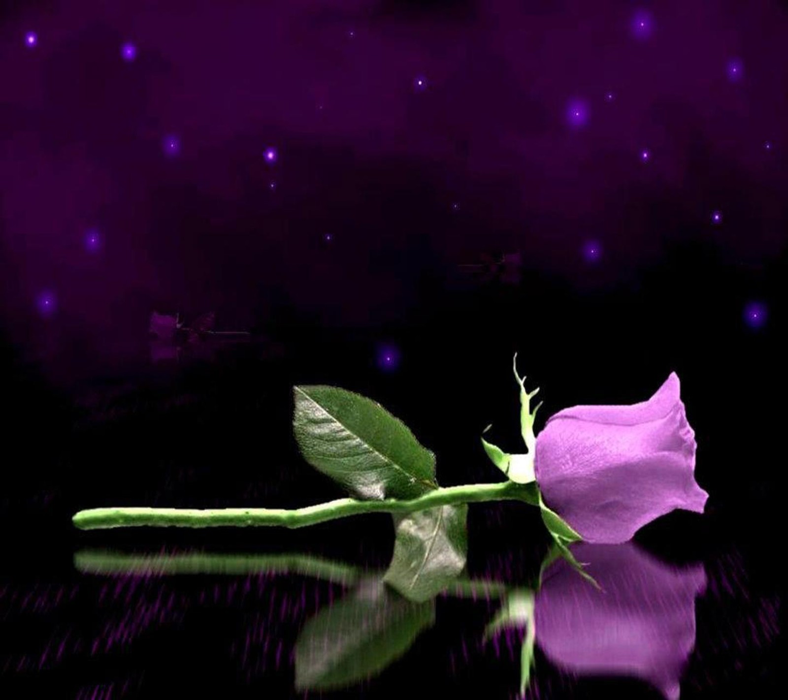 Purple rose on a black surface with a purple background (beautiful, rose)