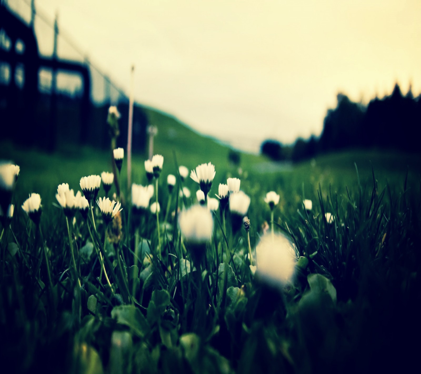 There are many white flowers in the grass near a building (flowers, morning)