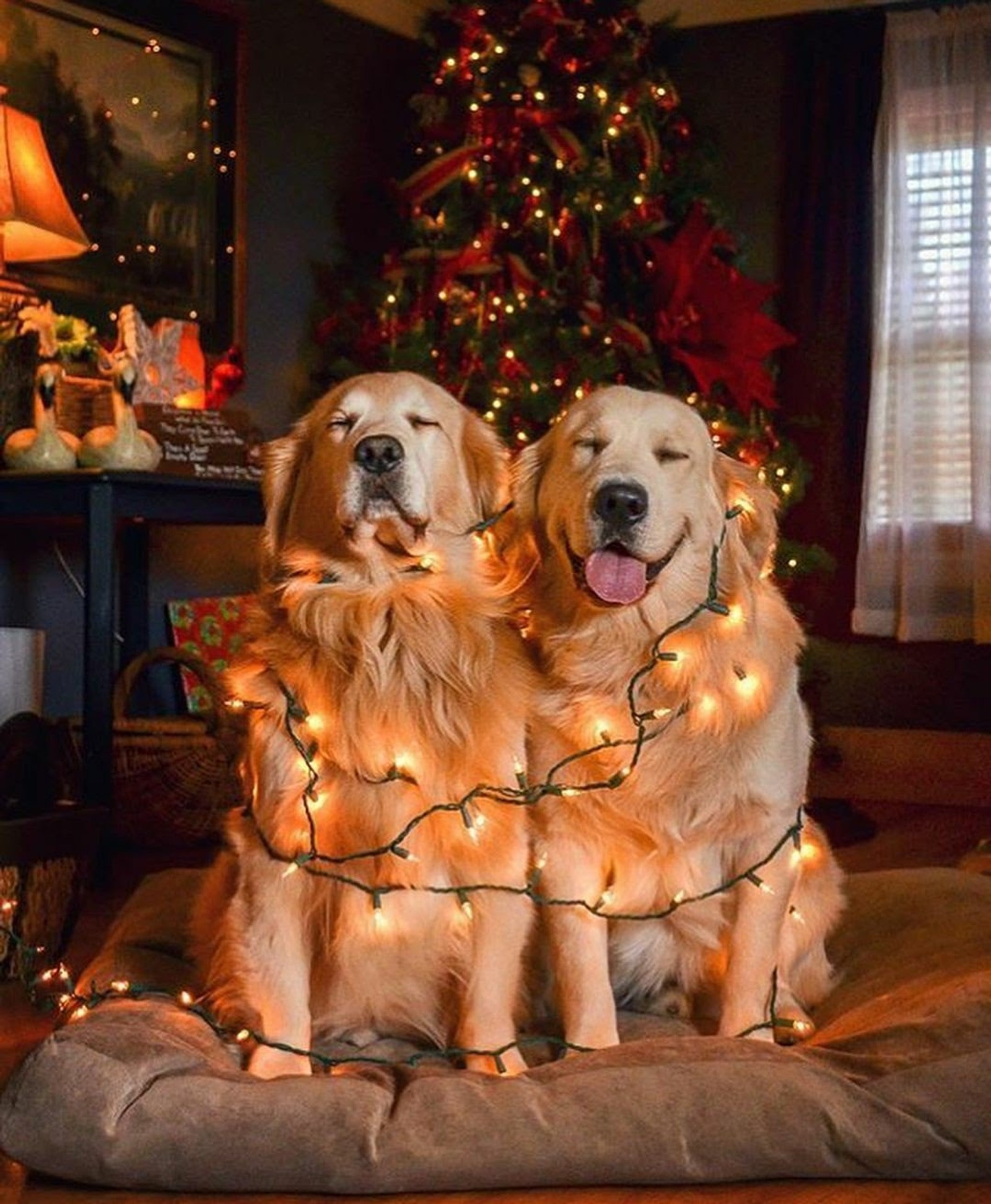 Zwei hunde sitzen auf einem kissen mit weihnachtslichtern (tiere, weihnachten, hund, hd, labrador)