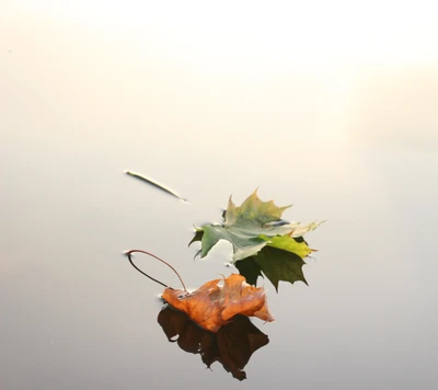 automne, vert, lac, feuille, orange