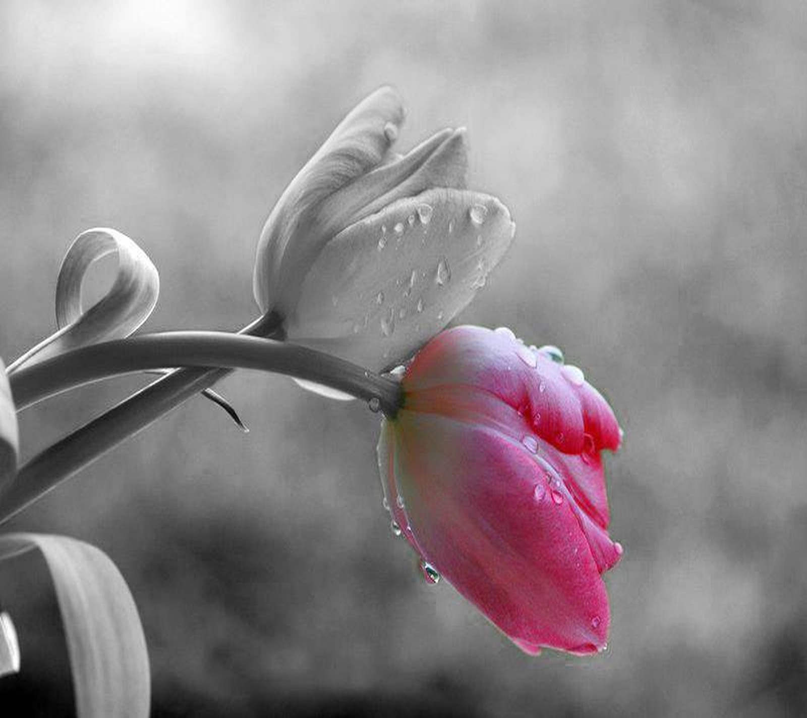 Hay una flor rosa con gotas de agua sobre ella (hermoso, flores)