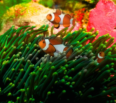 Peces payaso entre anémonas de coral vibrantes