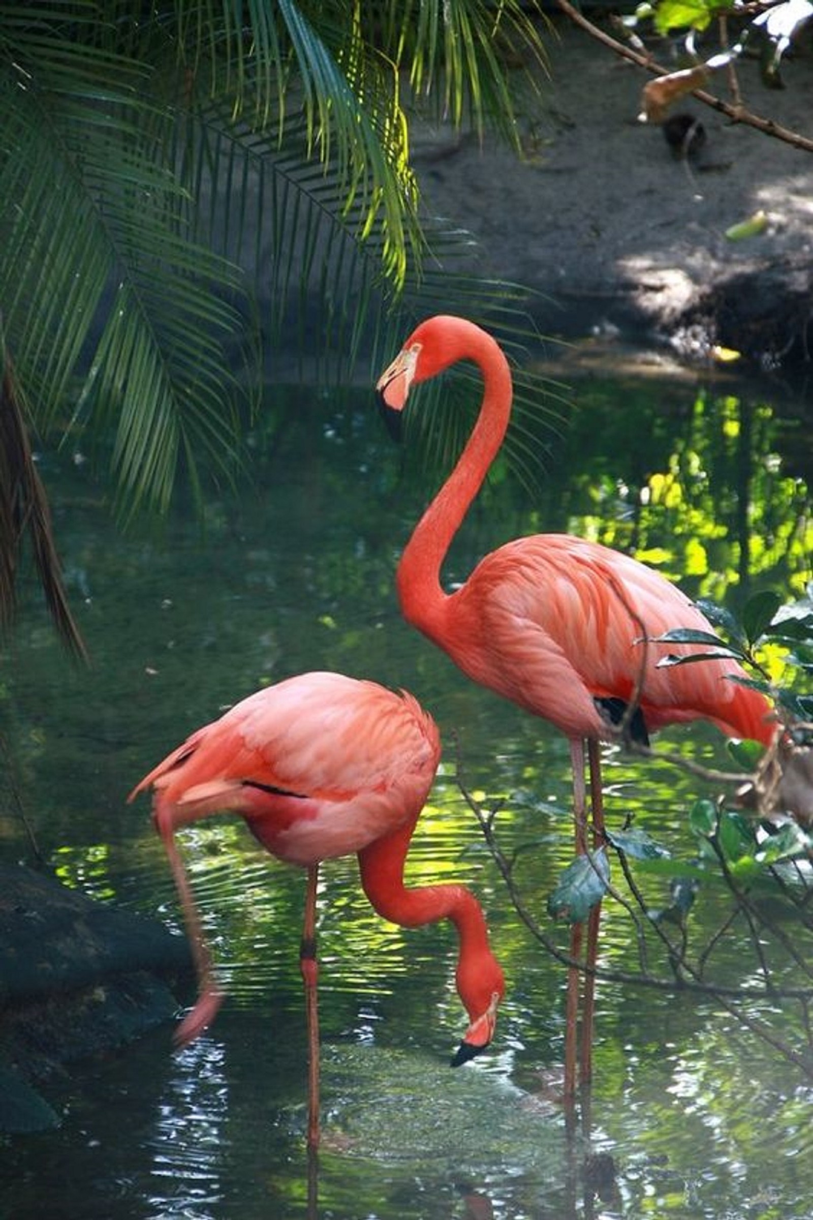 Duas flamingos em pé na água perto de uma árvore (pássaro, flamingo)