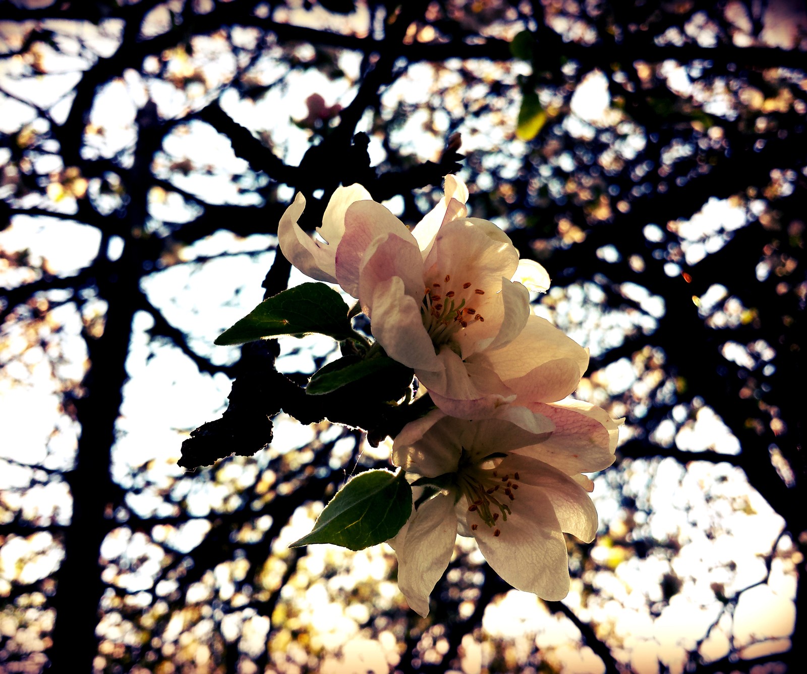 Hay una imagen de una flor que está en el árbol (bola de viento, flores, primavera)