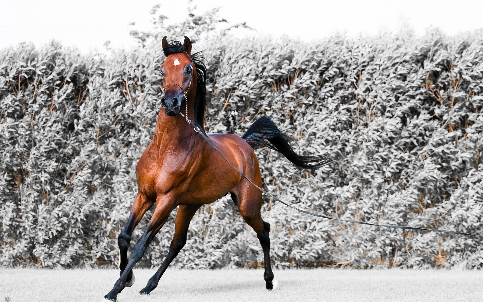 Ein pferd, das im schnee läuft (arabisches pferd, hengst, pferd, stute, zaumzeug)