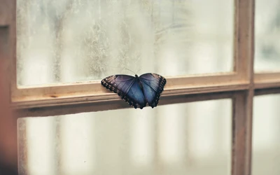 Papillon vibrant reposant sur un carreau de fenêtre