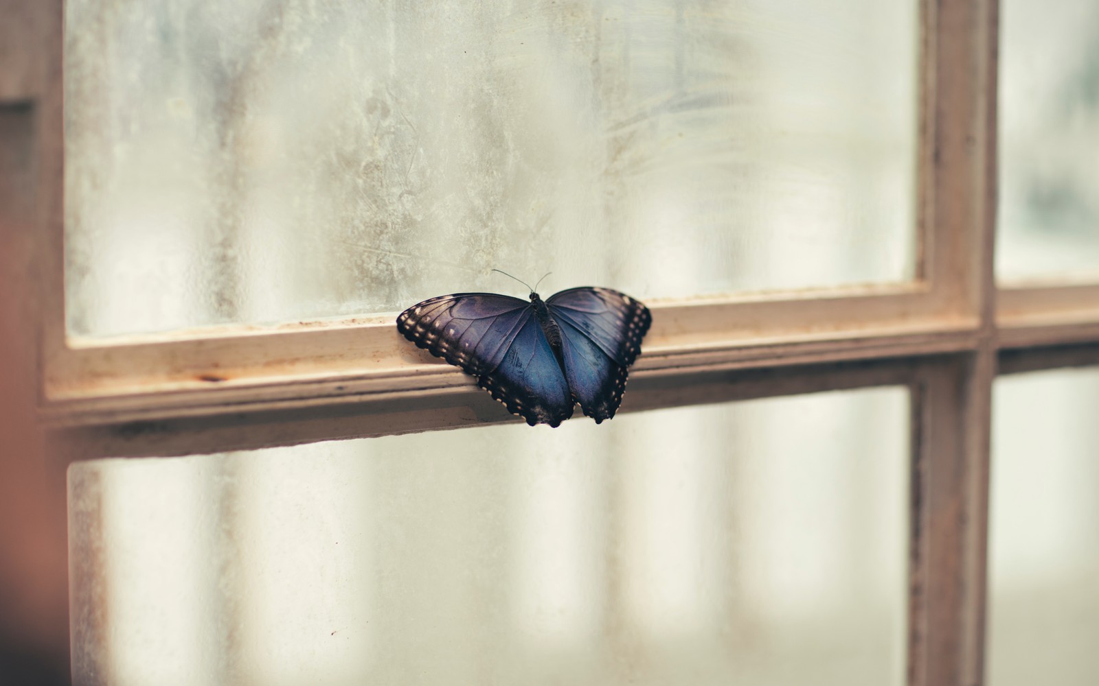 Lade fenster, insekt, schmetterling, motten und schmetterlinge, wirbellose Hintergrund herunter