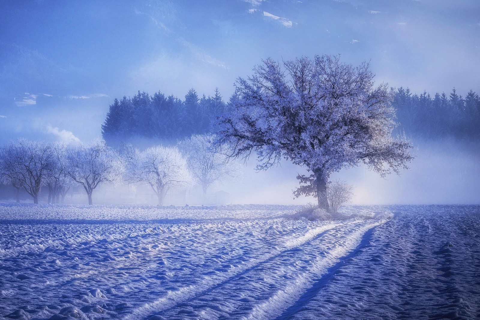 Ein einsamer baum steht auf einem verschneiten feld unter einem blauen himmel. (winter, schnee, natürliche landschaft, natur, gefrieren)