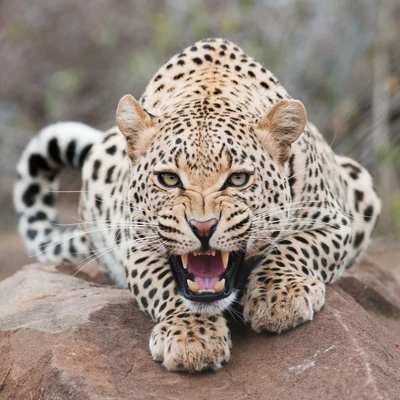 Lebendiger Leopard in einer wütenden Haltung, der sein auffälliges Fell und seinen intensiven Blick zeigt.