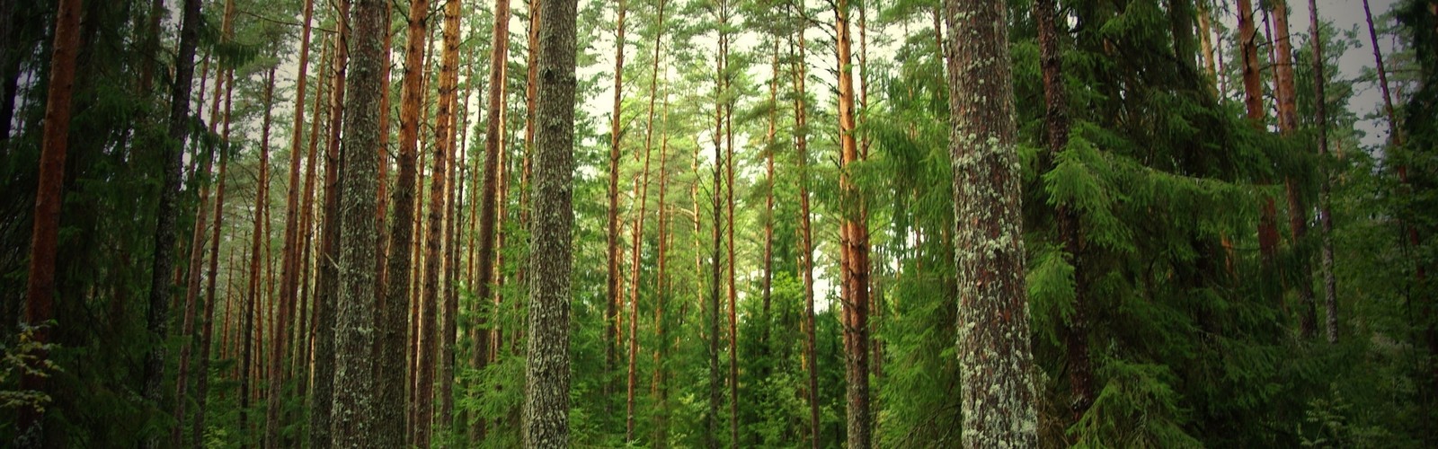 Eine bank steht inmitten eines waldes mit hohen bäumen (wald, vegetation, hain, fichten tannen wald, vagamon)