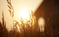 Hierba iluminada por el sol al amanecer: Un vistazo a la serenidad de la naturaleza