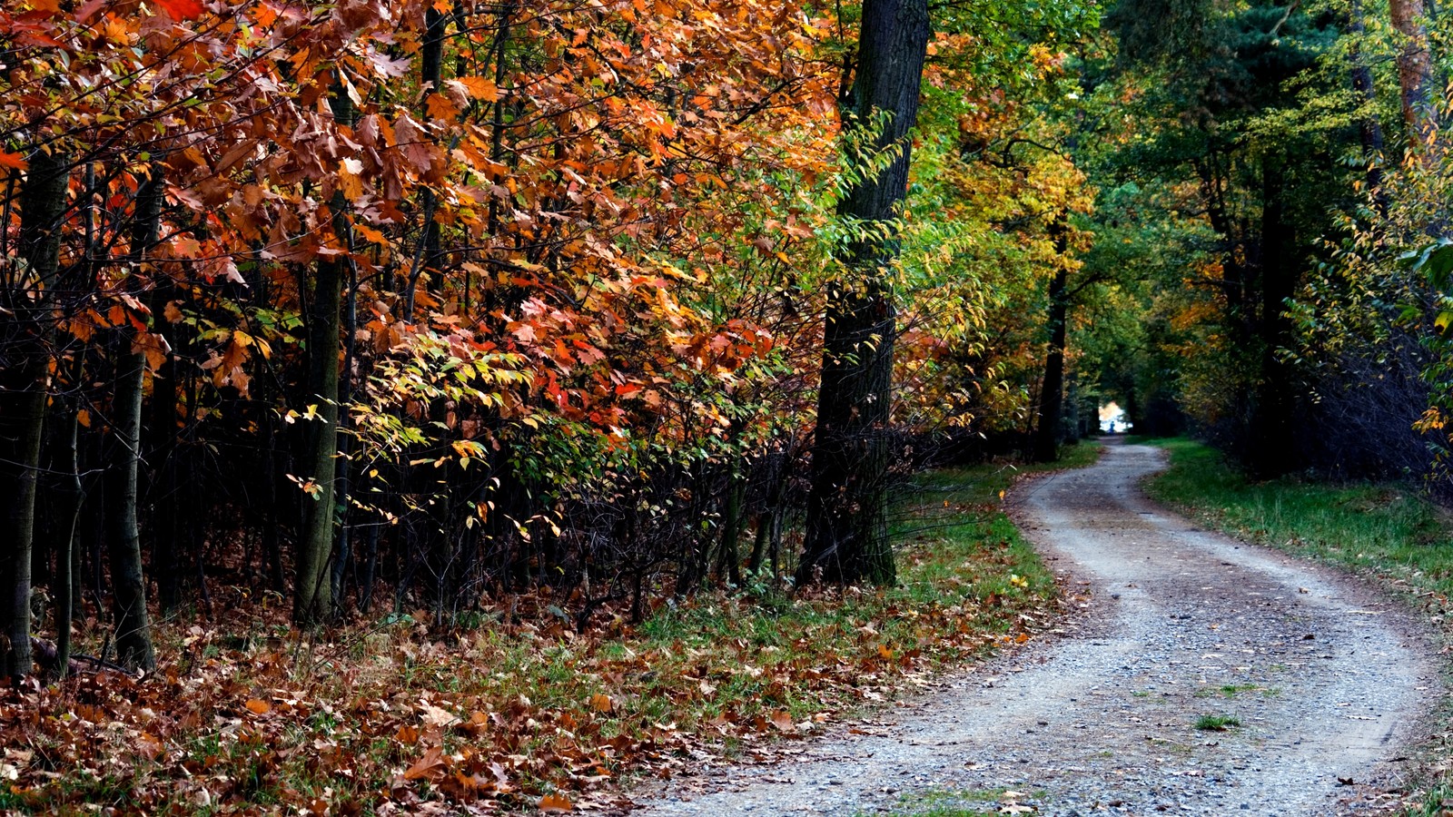 tree, autumn, nature, deciduous, forest wallpaper