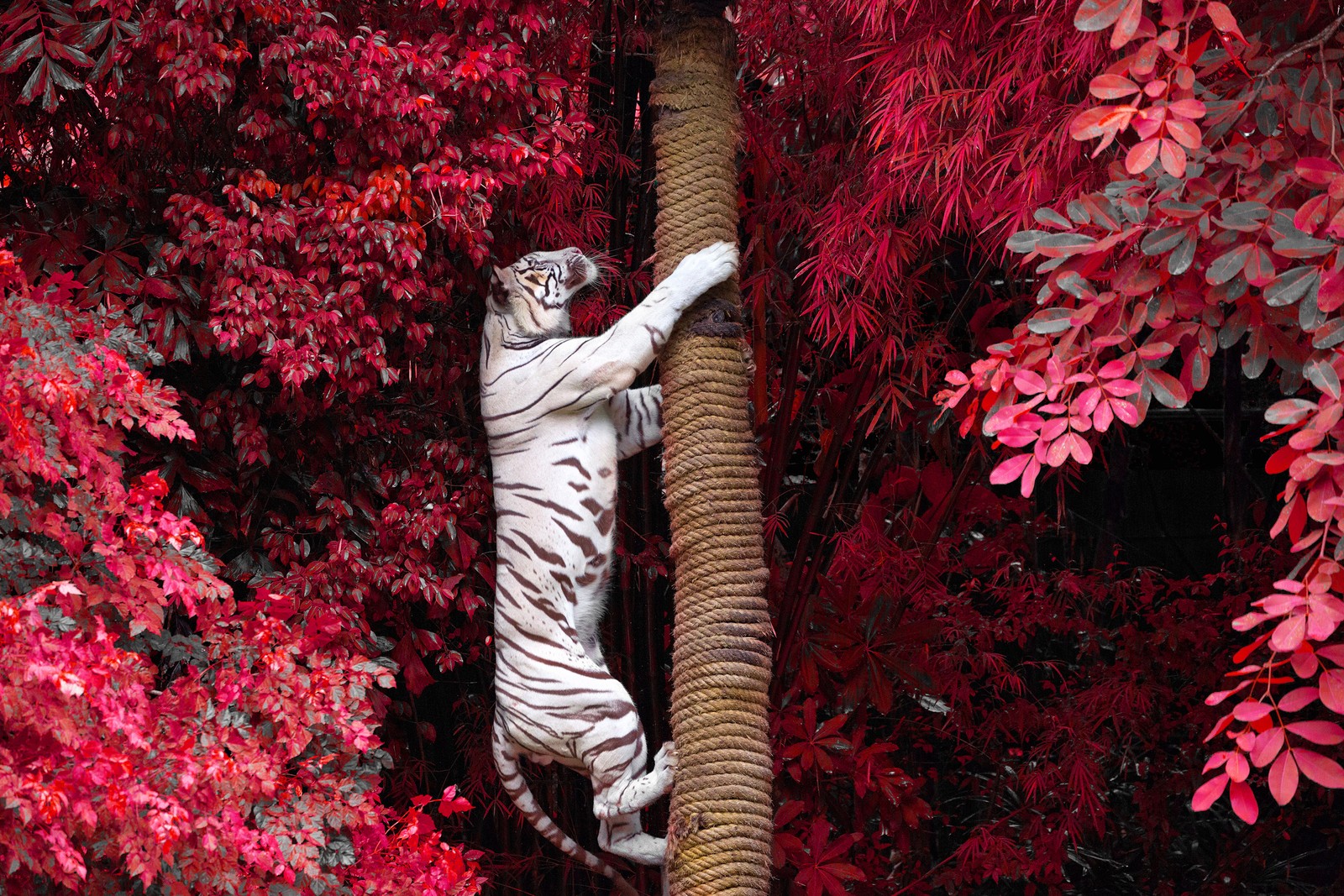 Ein weißer tiger klettert an einem seil auf einem baum (weißer tiger, bengalischer tiger, rot, baum, blatt)