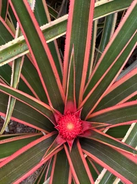 flora, blatt, pflanzenstängel, natur, vegetation