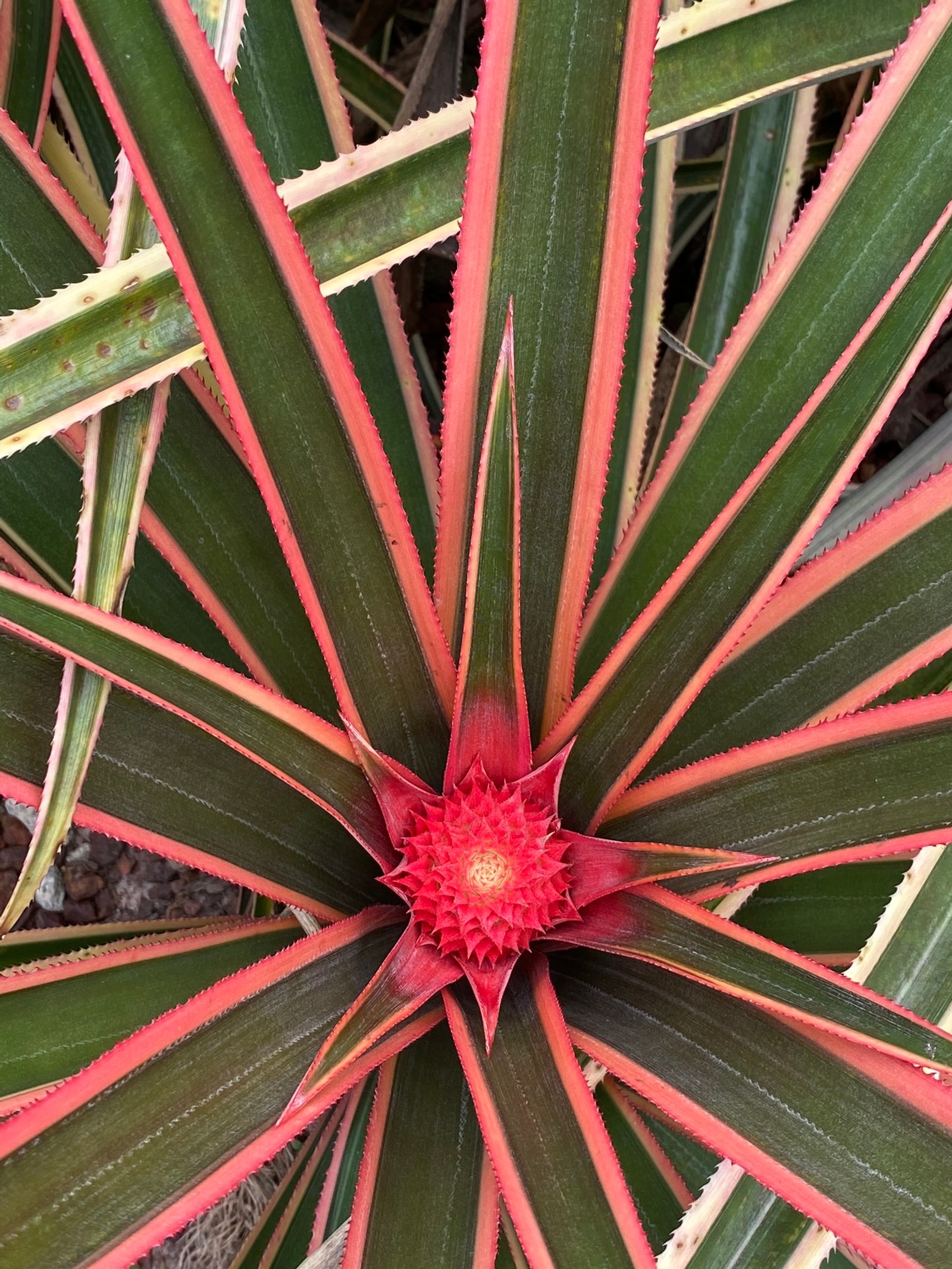 Una flor roja que crece en una planta (flora, hoja, tallo de planta, naturaleza, vegetación)