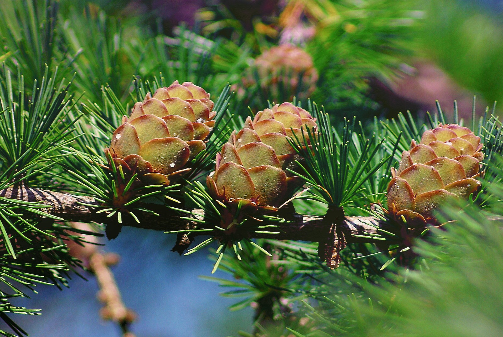 conifers, spruce, conifer cone, larch, branch wallpaper