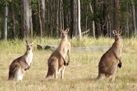 Trois kangourous dans un paysage herbeux, entourés d'arbres, mettant en valeur la faune unique de l'Australie.