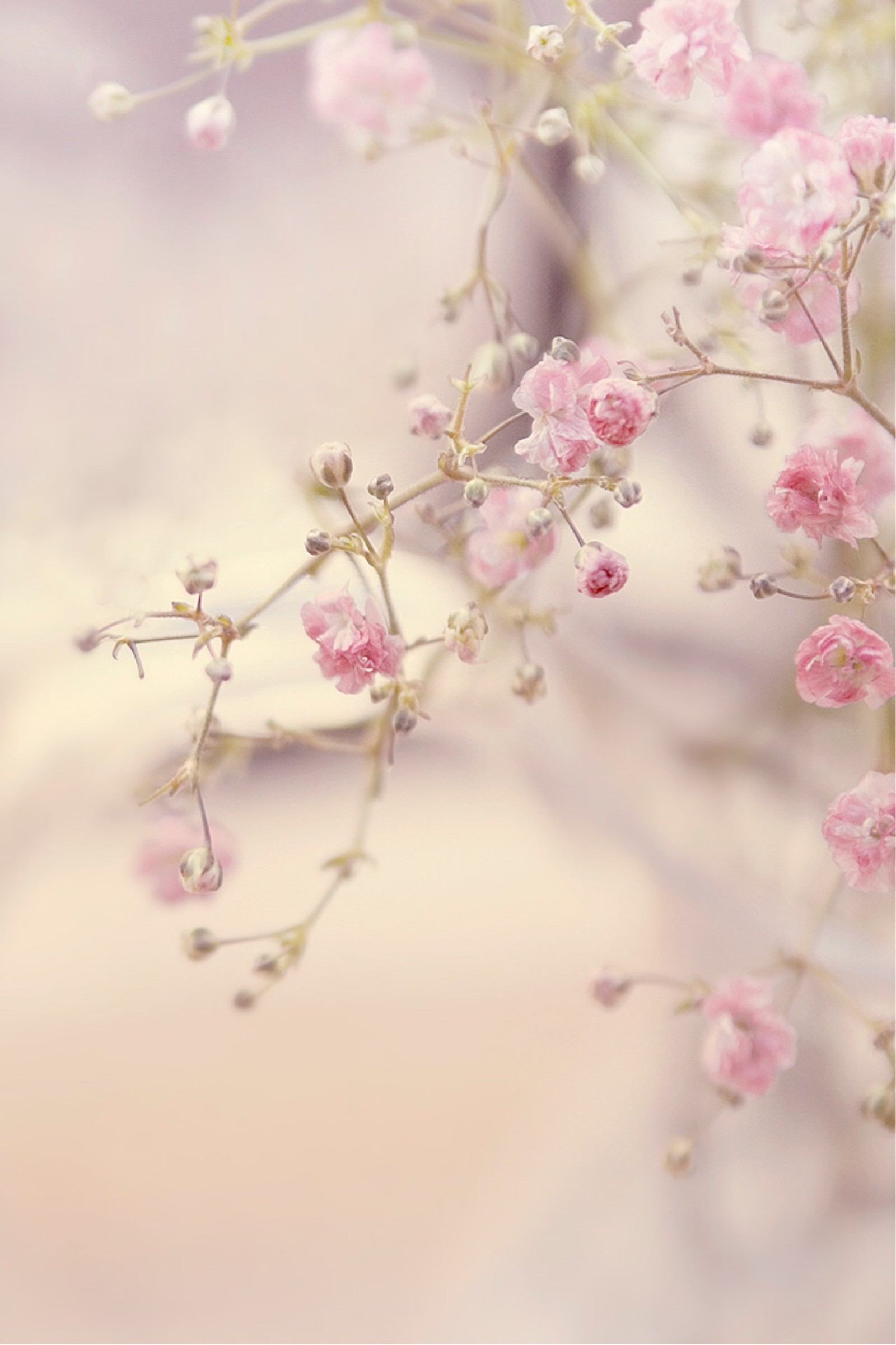 Una pequeña flor rosa que crece en una rama (flor, flores rosas, rosa, floración, primavera)