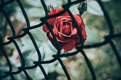 Vibrant Red Rose Behind a Garden Fence