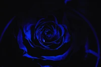 Electric Blue Rose in Dark Elegance