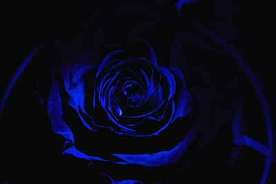 Rosa azul elétrica na elegância sombria