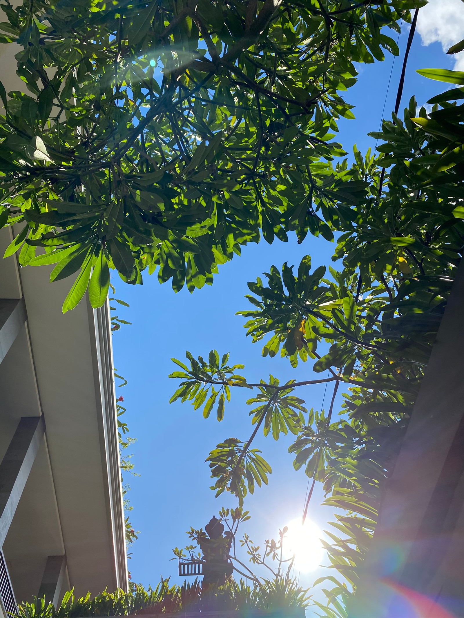 A luz do sol brilhando através das folhas de uma árvore em frente a um edifício (folha, palmeiras, azul majorelle, plantas, biologia)