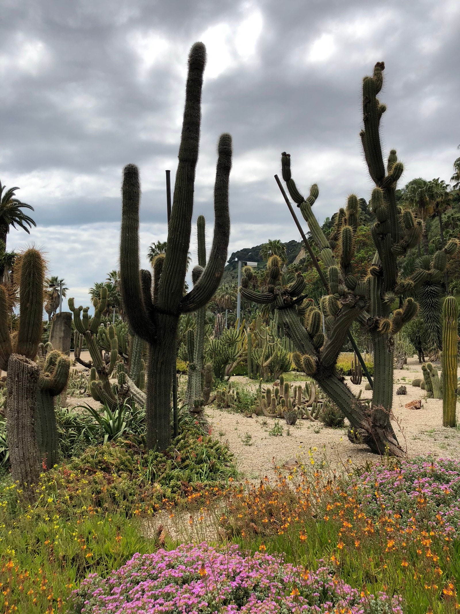 Há muitos cactos no deserto com um céu nublado (flor, vegetação, arbustos, planta, comunidade vegetal)