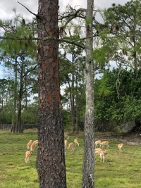 Une scène forestière sereine avec un groupe de cerfs broutant, y compris des faons, parmi de grands arbres dans une réserve naturelle, mettant en évidence l'interaction entre la faune et l'écologie.