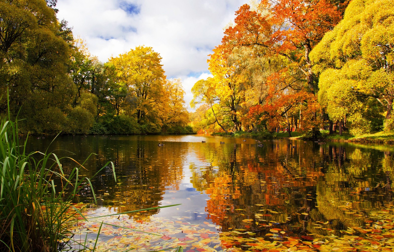 Ein fluss mit viel wasser und bäumen im hintergrund (see, landschaft, natur, reflexion, blatt)