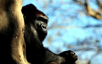 primata, chimpanzé comum, focinho, fauna, mamífero