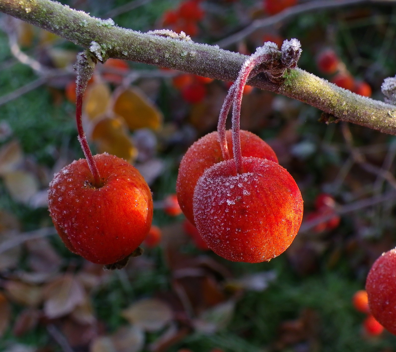 Drei rote beeren hängen von einem ast (weihnachten, feiertag, präsentiert, zedgemas 15, zedgemas15)