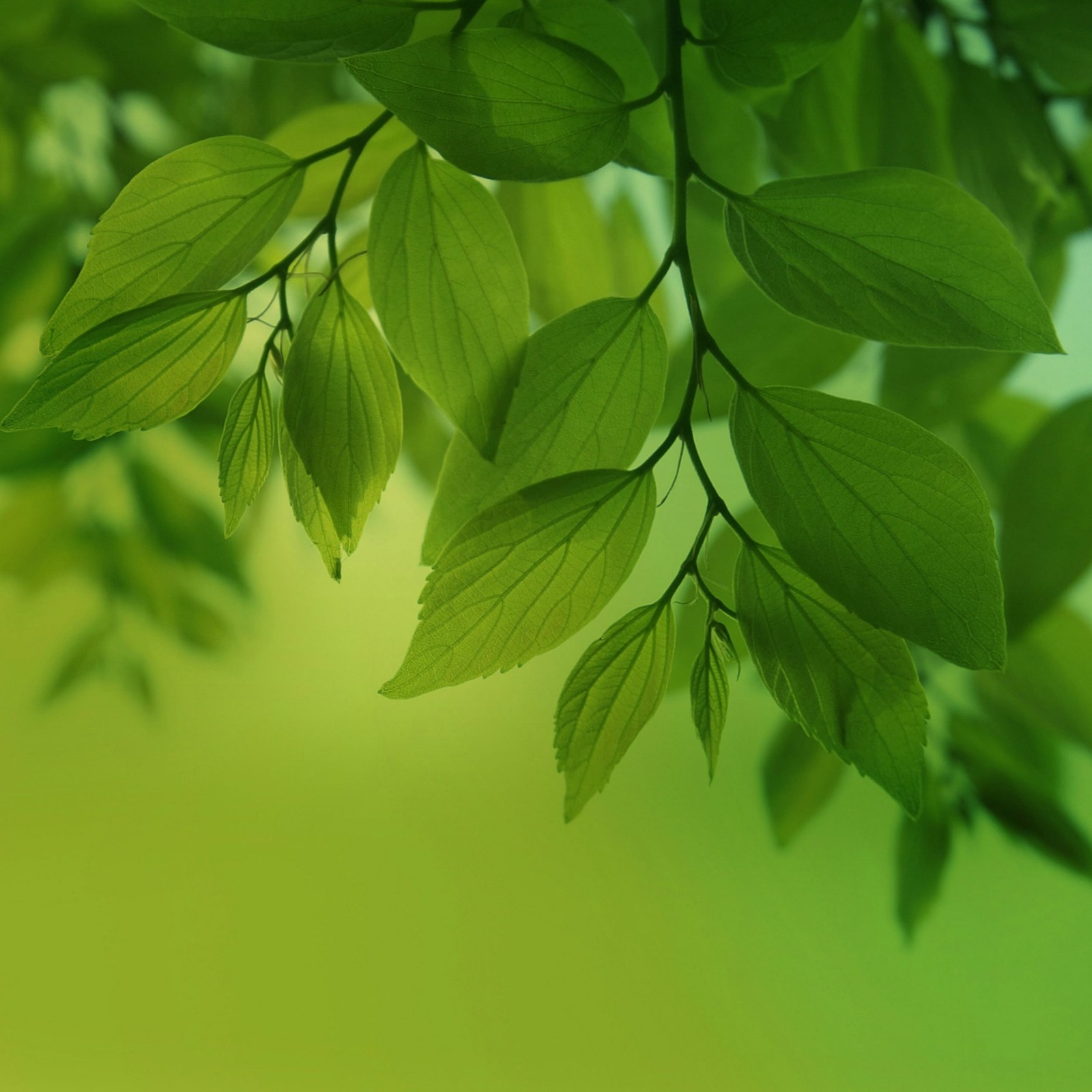 There is a green leafy branch with a green background (bokeh, green, green leaves, leaves, macro)