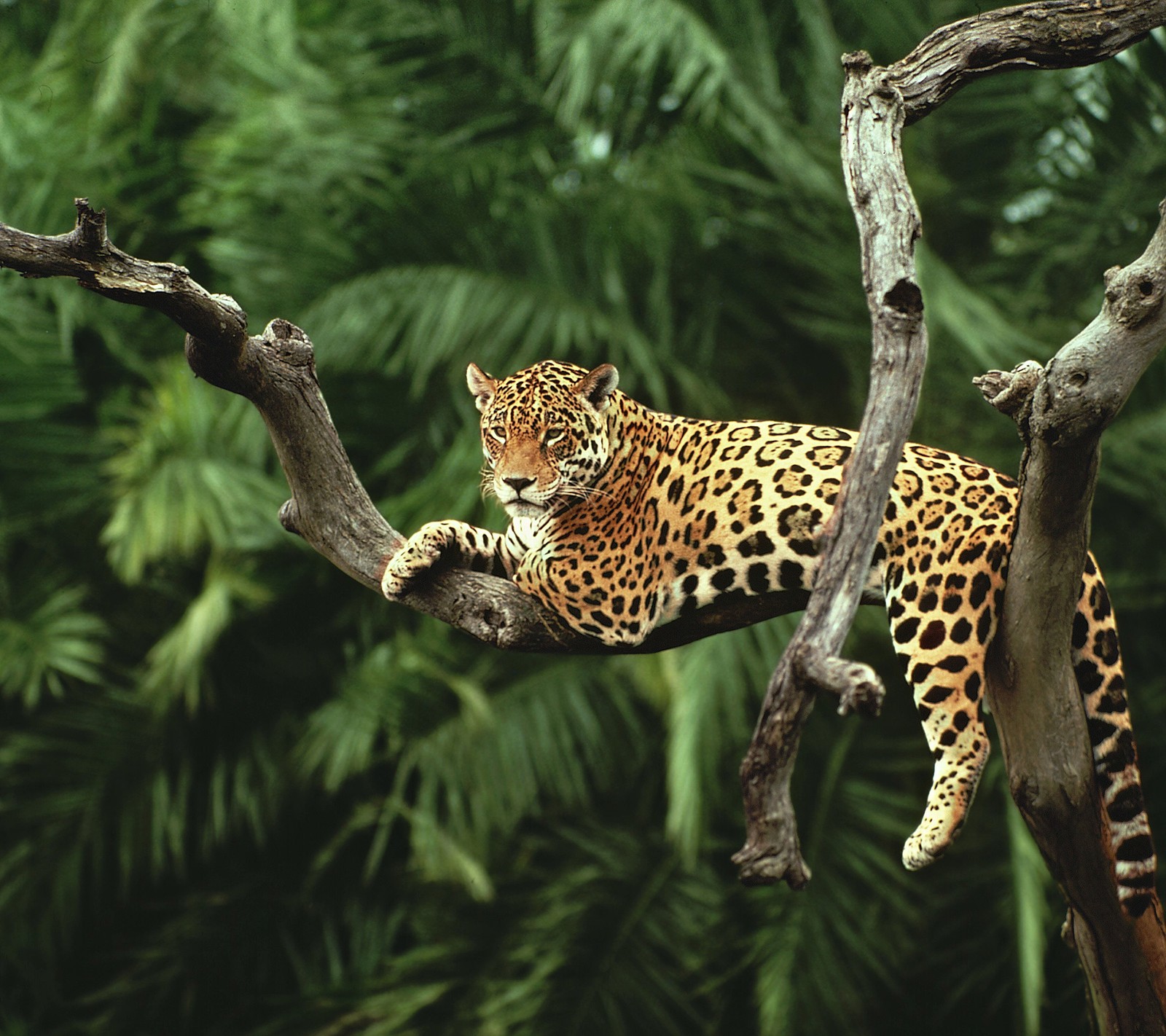 Un léopard assis sur une branche d'arbre (chat, forêt, jaguar, jungle, palmier)